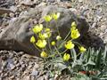 Meadow Buttercup